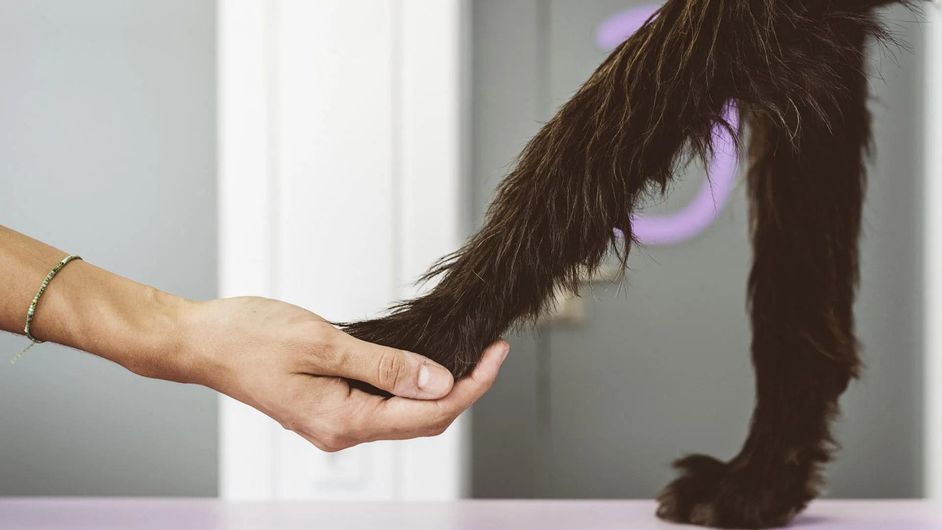 veterinarian-doctor-is-holding-the-leg-of-dog-2023-11-27-05-15-07-utc